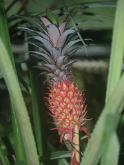 Fototapeta premium Ananas 