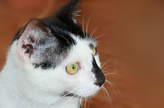 Hauskatze mit Ohrmilben