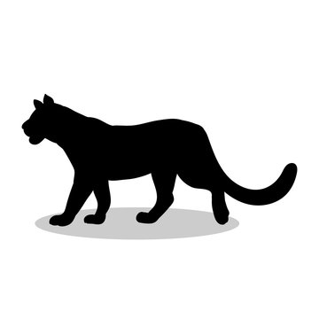 Lioness wildcat predator black silhouette animal