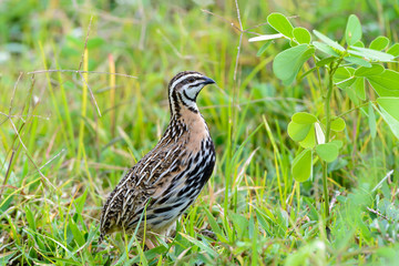 Rain Quail or Coturnix coromandelica, beautiful bird standing in meadow with green background.