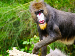 Mandrill