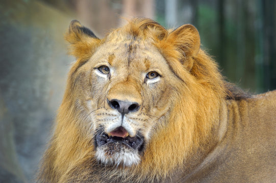 Face of lion.
