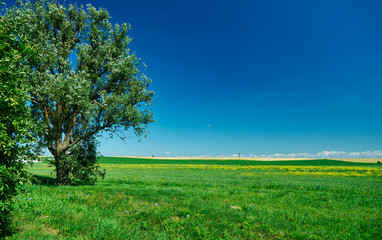 Fototapeta na wymiar green wheat field and sunny day.