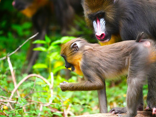 Mandrill