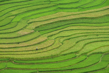 Rice terrace at Tule, Mu Cang Chai is a rural district of Yen Bai Province, in the Northwest region of Vietnam have been recognized as national landscapes by the Ministry of Culture and Tourism.