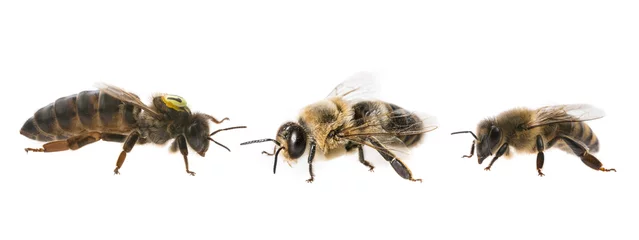 Fototapete Rund Bienenkönigin Mutter und Drohne und Bienenarbeiterin - drei Bienenarten (apis mellifera) © Vera Kuttelvaserova
