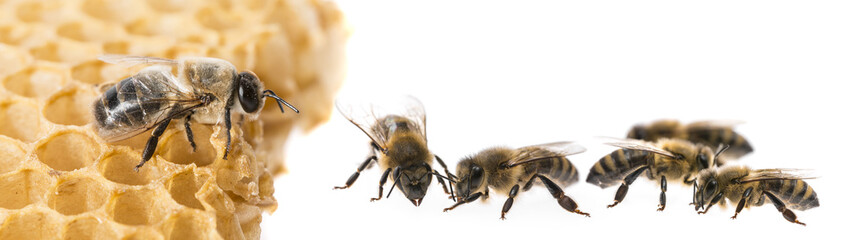 bee drone and bee workers close up - obrazy, fototapety, plakaty