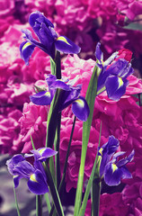 Beautiful flowers in the garden