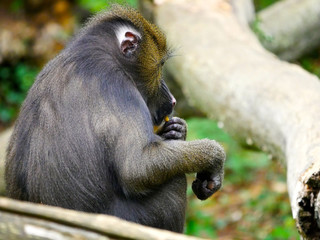 Mandrill