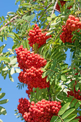 Vogelbeere, Eberesche, Vogelbeerbaum