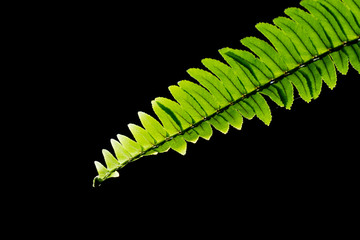 Black fern Black background