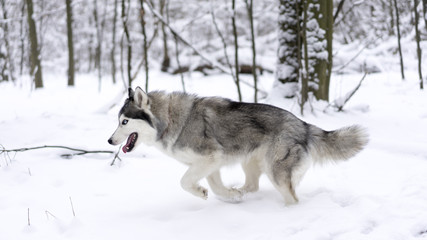 Husky dog winter walk