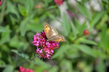 Papillon
