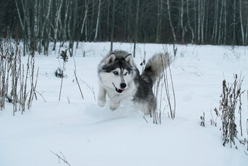 Siberian husky dog play in winter forest