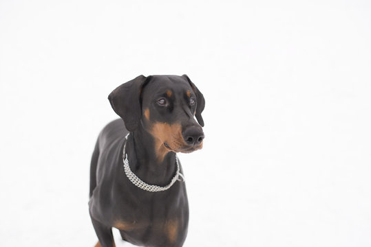 Doberman isolated picture