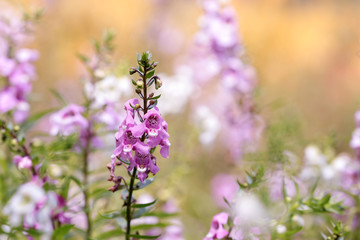 Pink and white Angelonia goyazensis Benth Flower(Thai Name Waew Wichian Flower) in the garden. Selective focus.