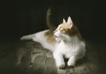 Ginger cat is beautifully lying and stuck out his tongue on wooden dark shabby background, selective focus