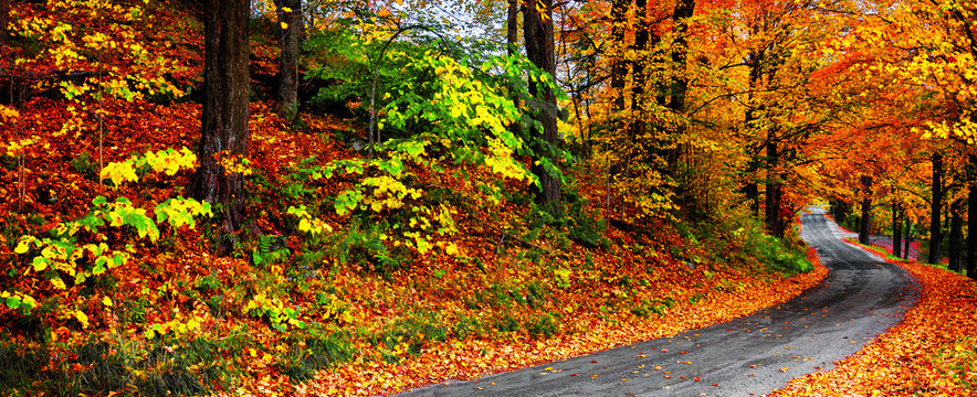 Autumn landscape with bright colorful orange and red trees and leaves along a winding country road. Banner format