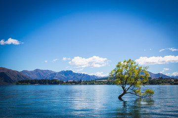 That Wanaka Tree clear