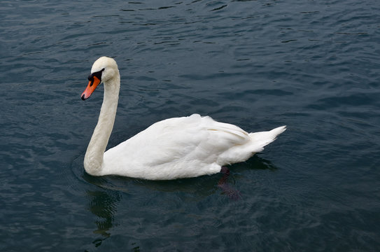White swan, Switzerland