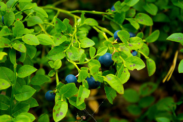 Blueberries in natural surroundings in eastern Finland