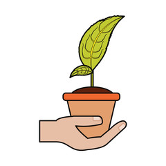 Plant in pot icon vector illustration graphic design