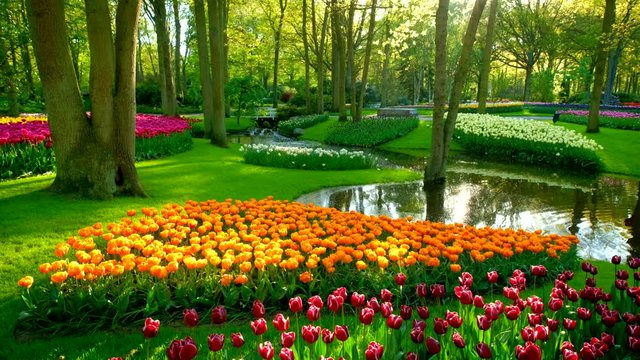 Keukenhof flower garden. Lisse, the Netherlands.