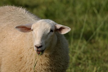 Schaf frisst Gras auf der Weide