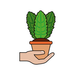 Plant in pot icon vector illustration graphic design