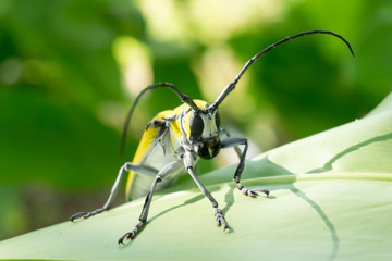 Yellow insect on leaf