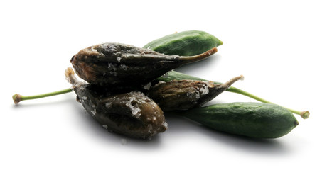 Capparis spinosa Κάππαρις η ακανθώδης Cucunci Trnoviti kapar Kapris Cappero 續隨子 山柑屬 Alcaparro Capperi Capers Echter Câprier Kapernstrauch Kapara צלף קוצני trnitá 