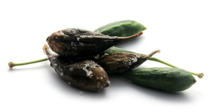 Capparis spinosa &Kappa;ά&pi;&pi;&alpha;&rho;&iota;&sigmaf; &eta; &alpha;&kappa;&alpha;&nu;&theta;ώ&delta;&eta;&sigmaf; Cucunci Trnoviti kapar Kapris Cappero 續隨子 山柑屬 Alcaparro Capperi Capers Echter C&acirc;prier Kapernstrauch Kapara צלף קוצני trnit&aacute; 