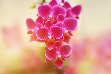 Pink phalaenopsis orchid flowers.