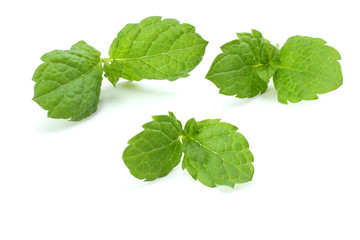 Naklejka na ściany i meble Mint leaf green plants isolated on white background, peppermint aromatic properties of strong teeth