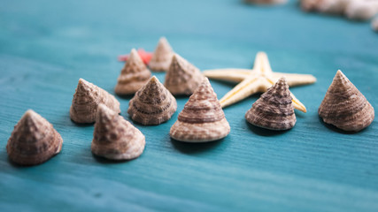Seashells, snails, the sun. Composition, still-life. The concept of summer vacation and moods.