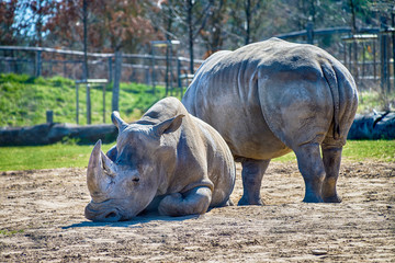 Obraz premium Big rhinoceros on a field