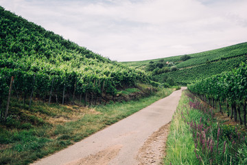 Vineyard in Waldkirch, Germany,  green in summer.