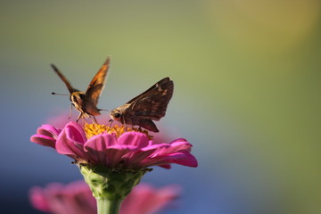 Two Swarthy Skippers butterflies are fighting for the best nectar spot