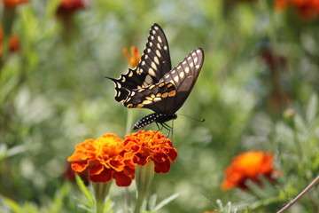 Butterfly on orange marigold