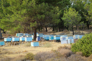 Bienenkörbe in der Natur, Imkerei, Bienen 