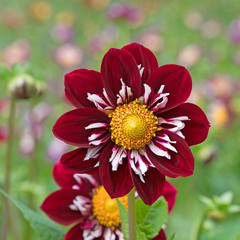 Obraz premium Dahlien, Dahlias