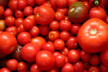 The harvested tomato harvest in the box