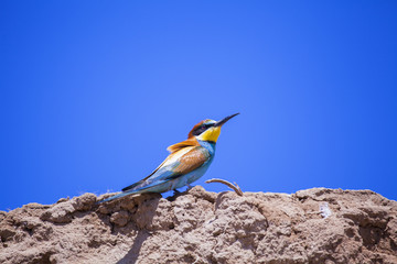 Bee eater