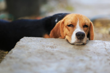 Beagle dog sleeps on the footpath.