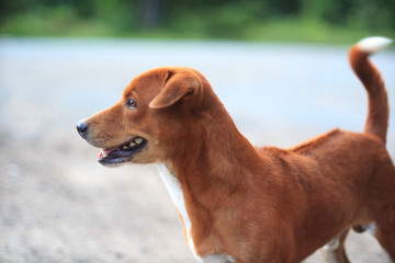 A cute brown dog outdoor.