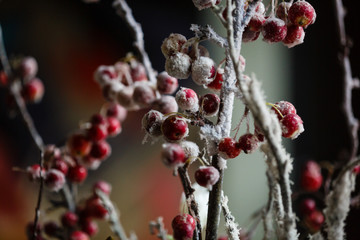 branch with red berries covered in morning frost