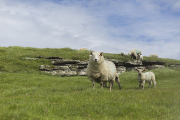 Obraz premium Sheep on Orkney Islands, Scotland