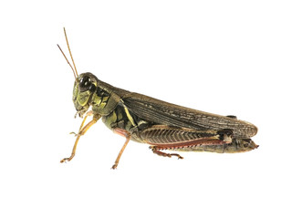 Grasshopper