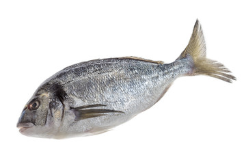 Fresh raw sea bream or dorado isolated on a white background.