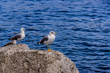 Couple of seagulls on a rock of the Tyrrhenian Sea